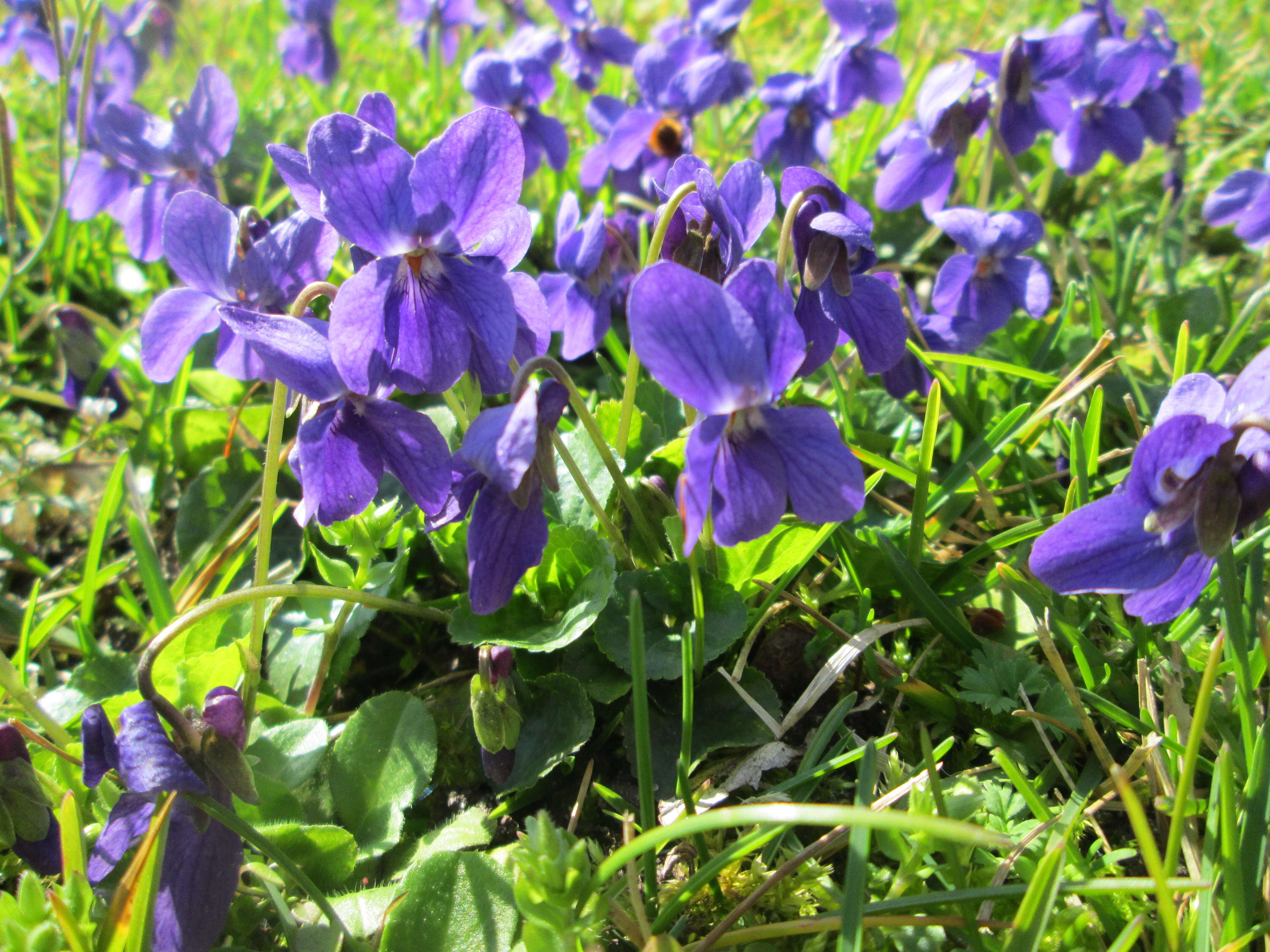 Image of sweet violet