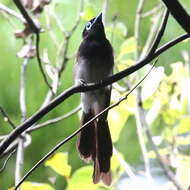 Image of Japanese Paradise Flycatcher