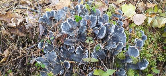 Image of felt lichen