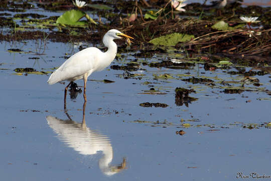 Image of Intermediate Egret