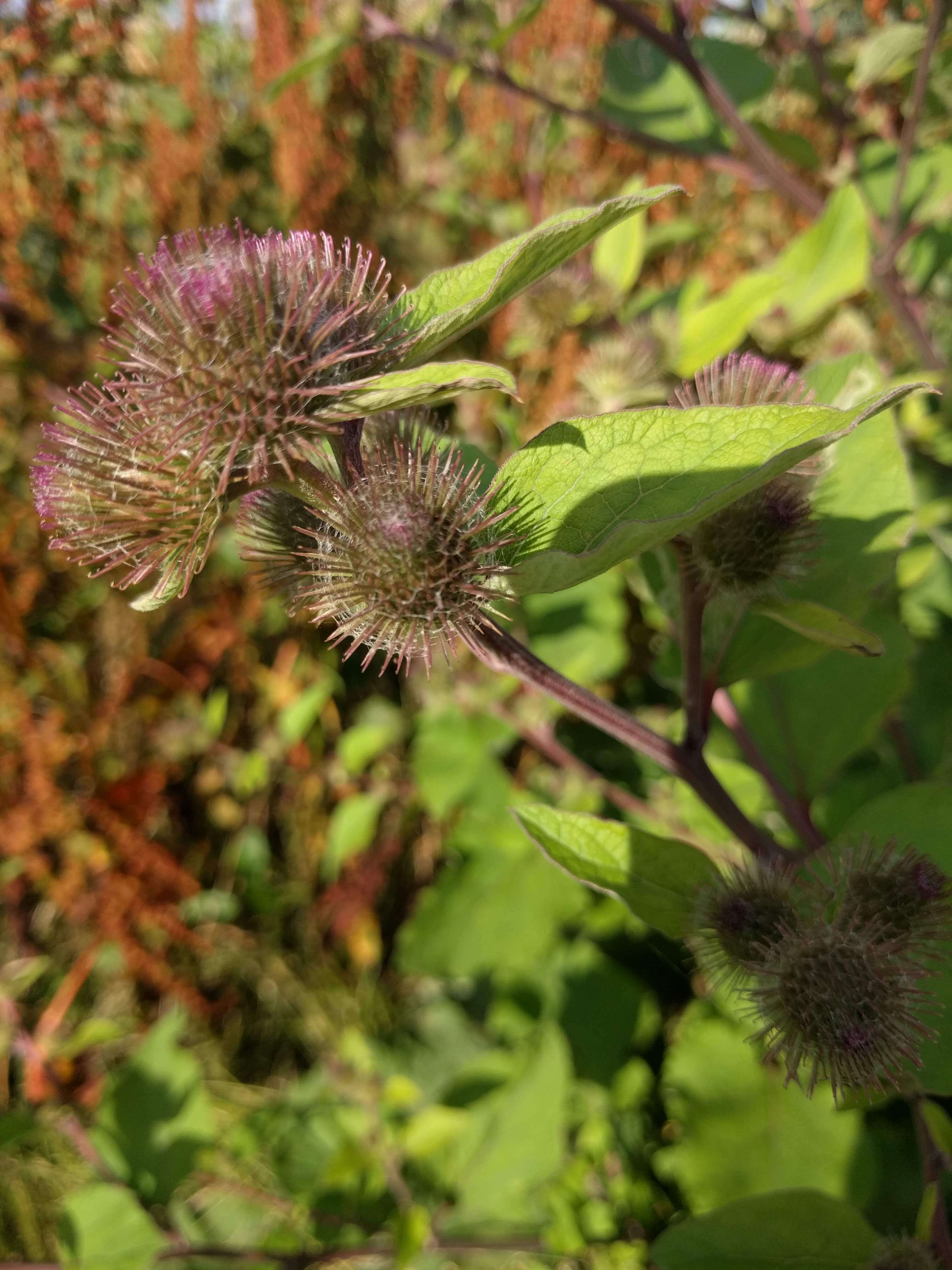 Image of common burdock