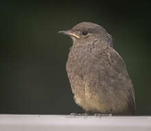 Image of Black Redstart