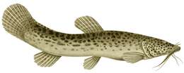 Image of mountain catfishes