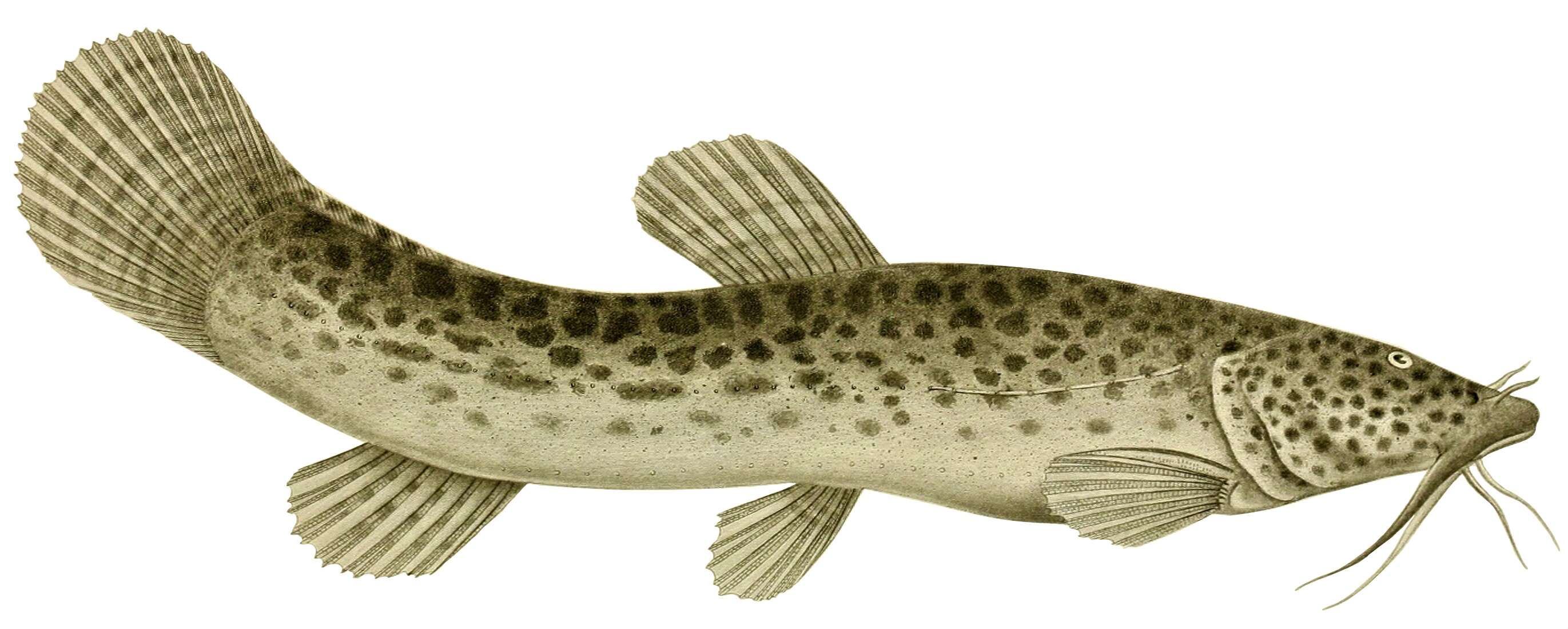 Image of mountain catfishes