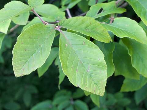 Image of Nikko Maple