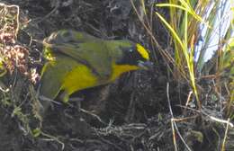 Image of Thick-billed Euphonia