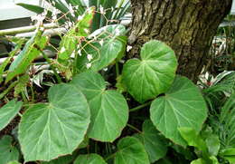 Слика од Begonia manicata Brongn.