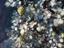 Image of Acaena microphylla Hook. fil.