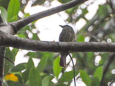 Image of Rufous-tailed Flatbill