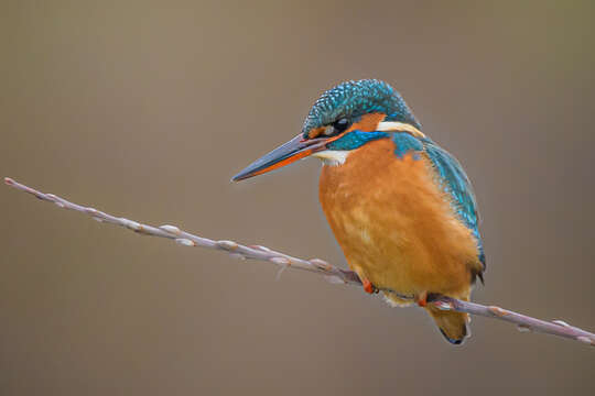 Image of Common Kingfisher