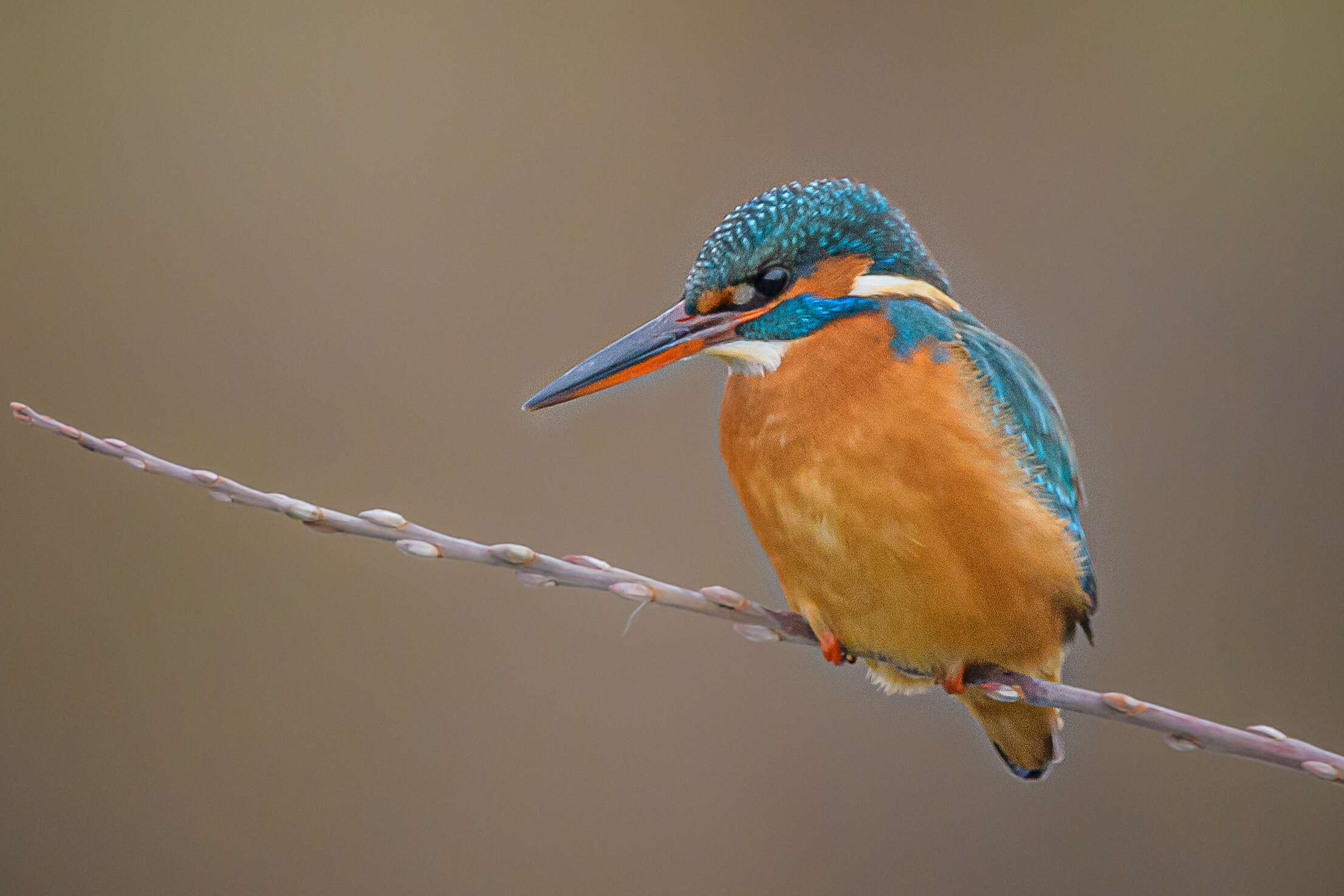 Image of Common Kingfisher