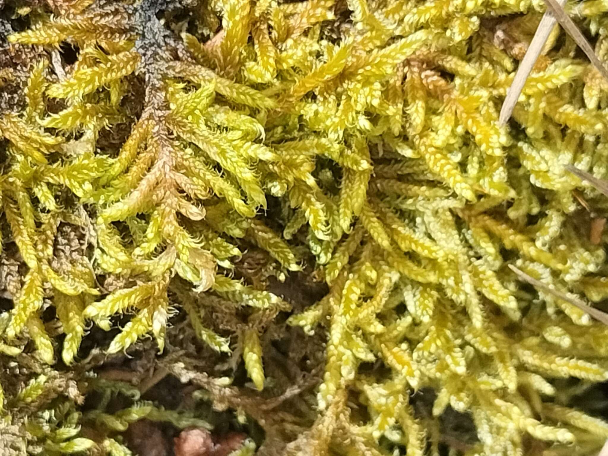 Image of hypnum moss