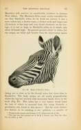 Image of zebra