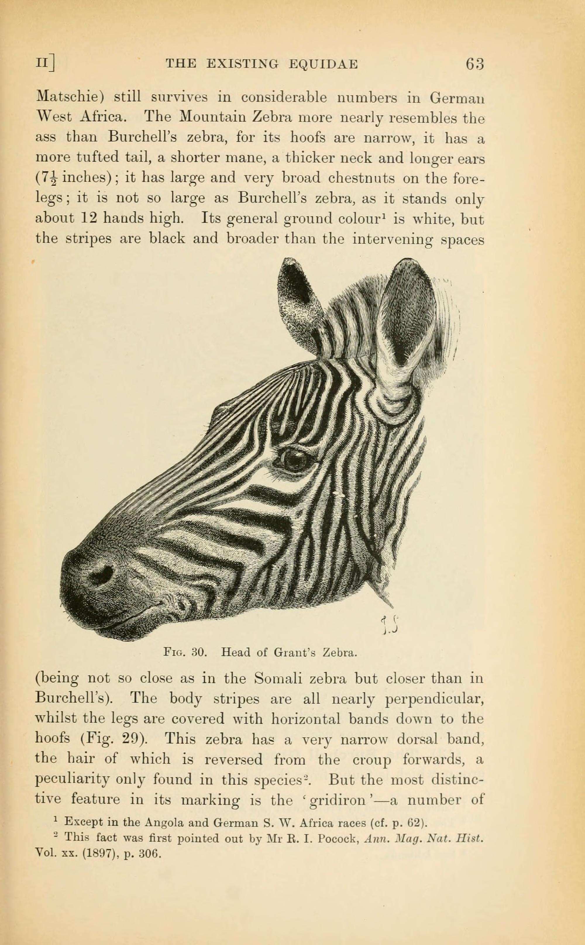 Image of zebra