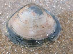 Image of rayed trough clam