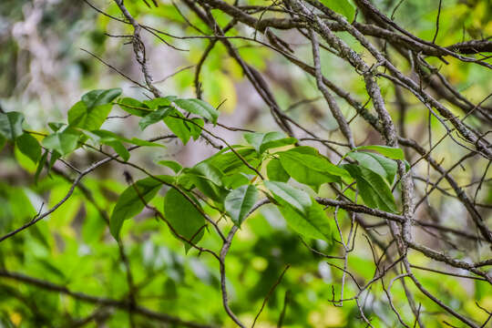 Image de Oxydendrum