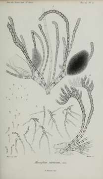 Image of Eudesme virescens