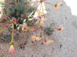 Image of Pelargonium triste (L.) L'Her.