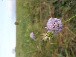 Image of Scabiosa triandra L.