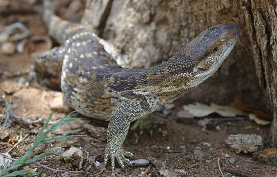 Image of White-throated monitor