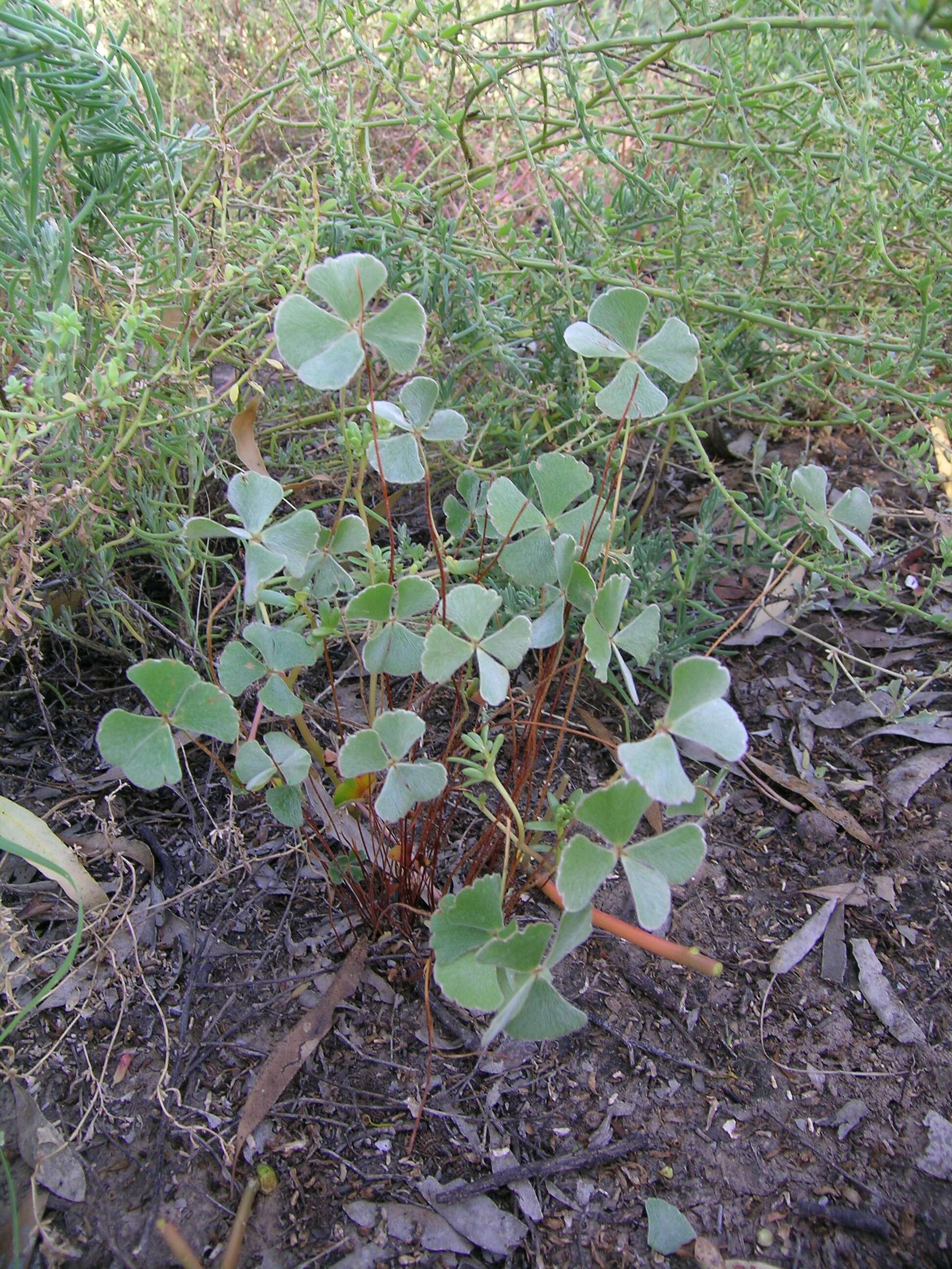 Plancia ëd Marsilea drummondii A. Br.