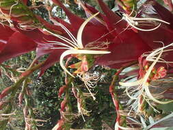 Image of Alcantarea imperialis (Carrière) Harms