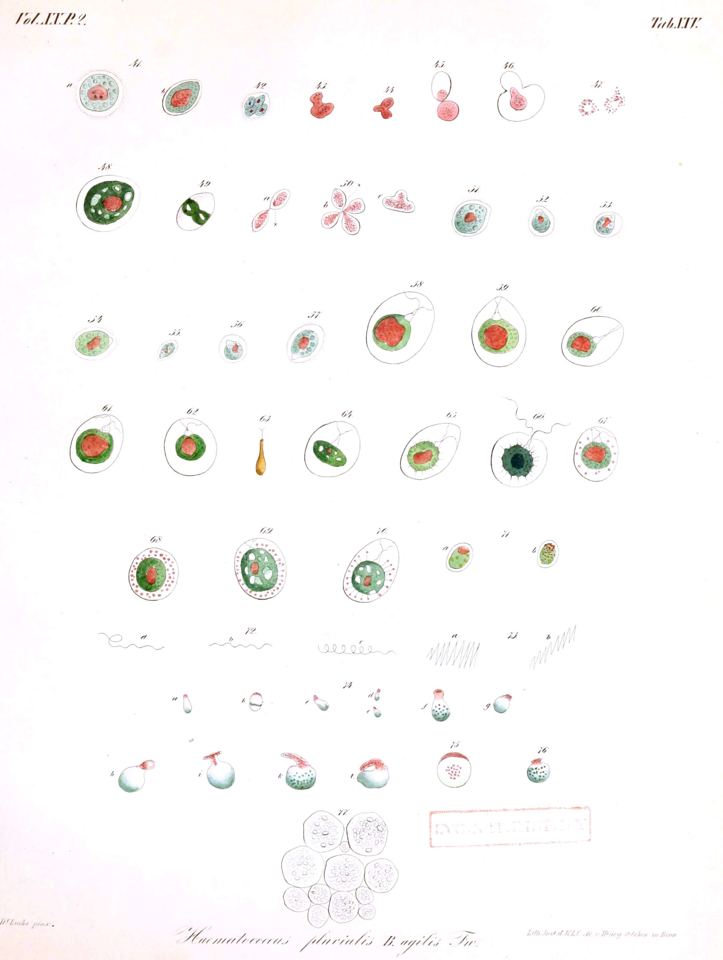 Sivun Haematococcus lacustris kuva