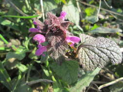 Image of purple archangel