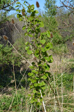 Image of quaking aspen