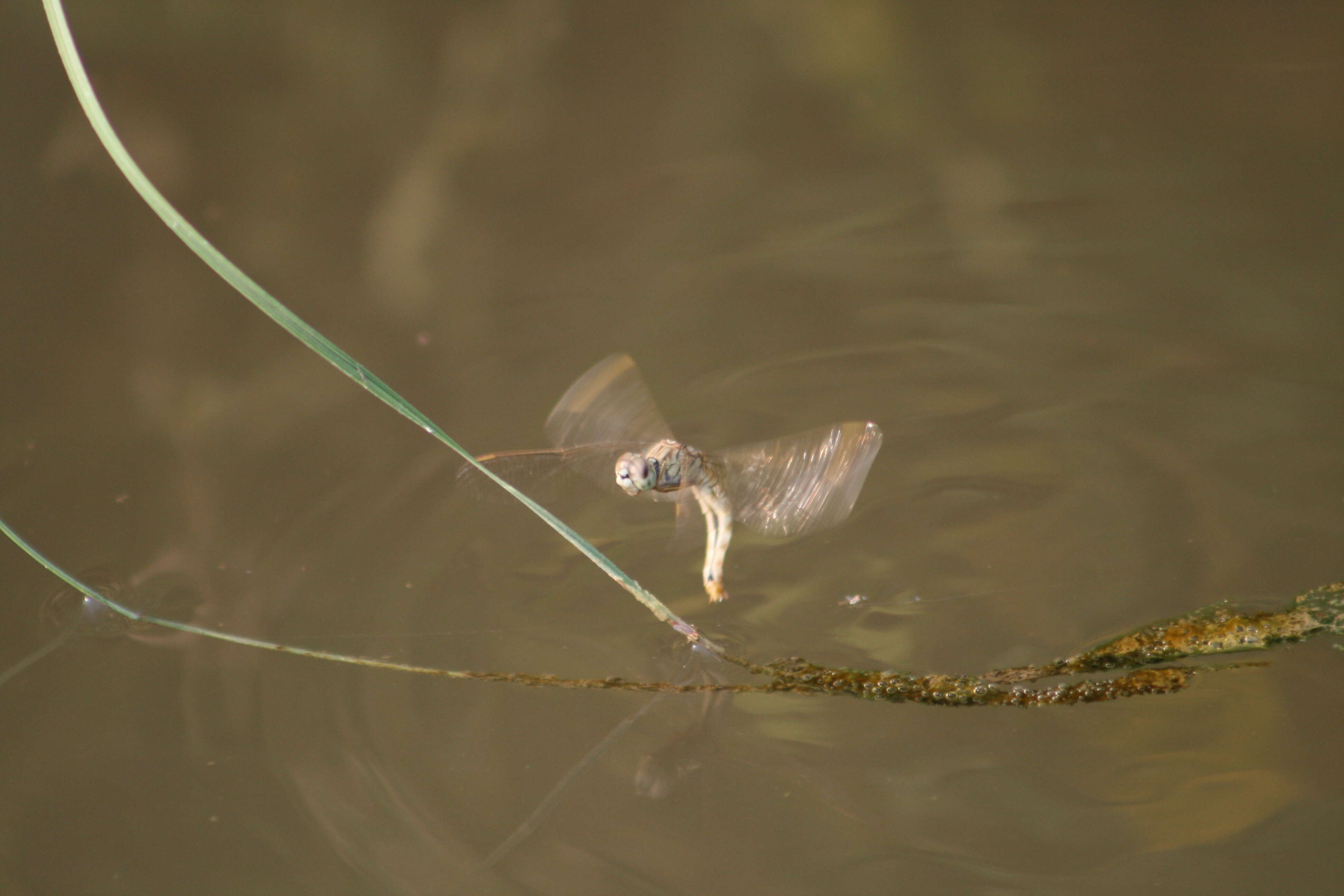 Image of Ditch Jewel