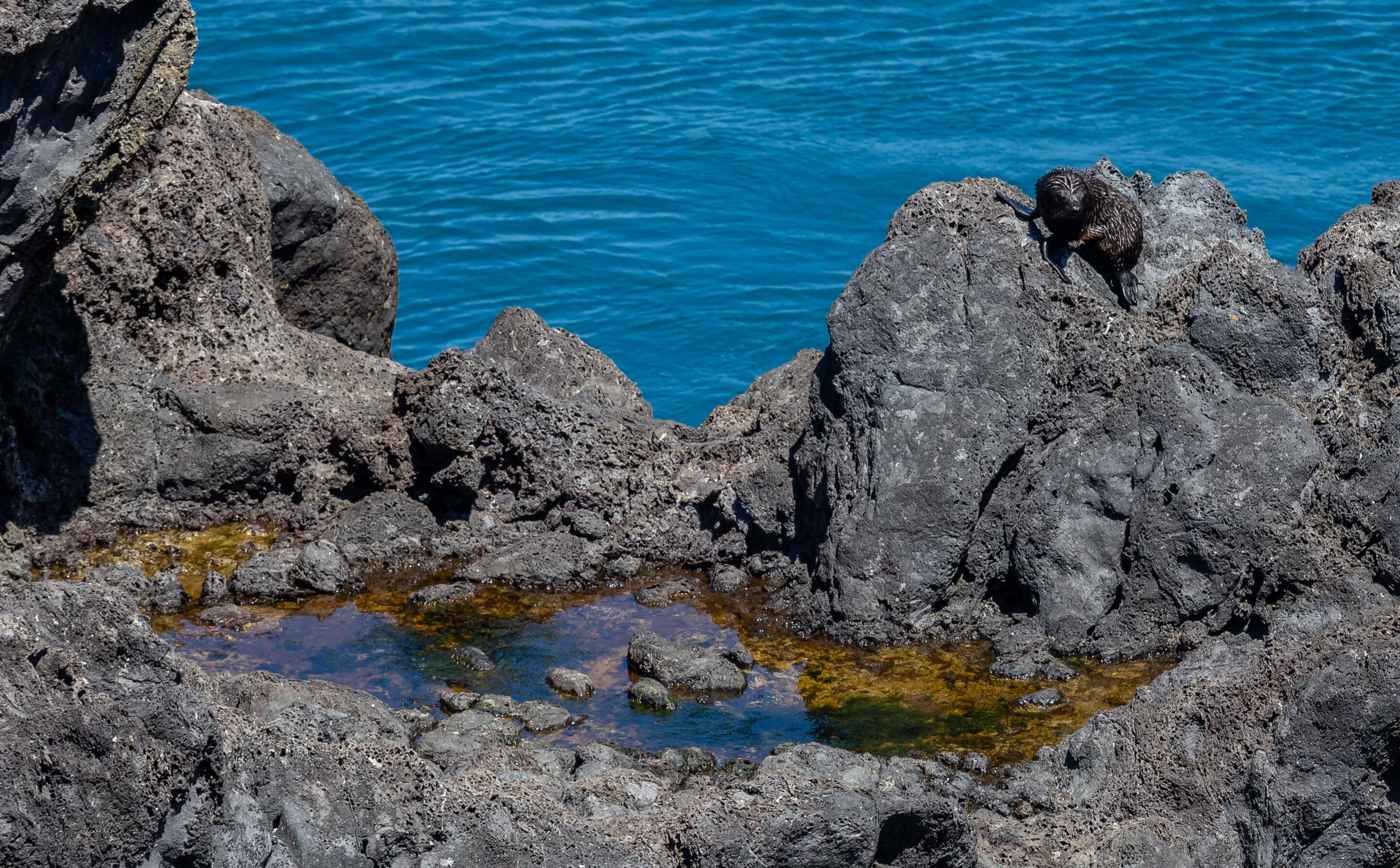 Image of Antipodean Fur Seal