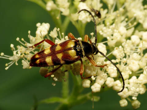 Image of Banded Longhorn