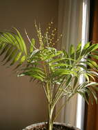 Image of parlor palm