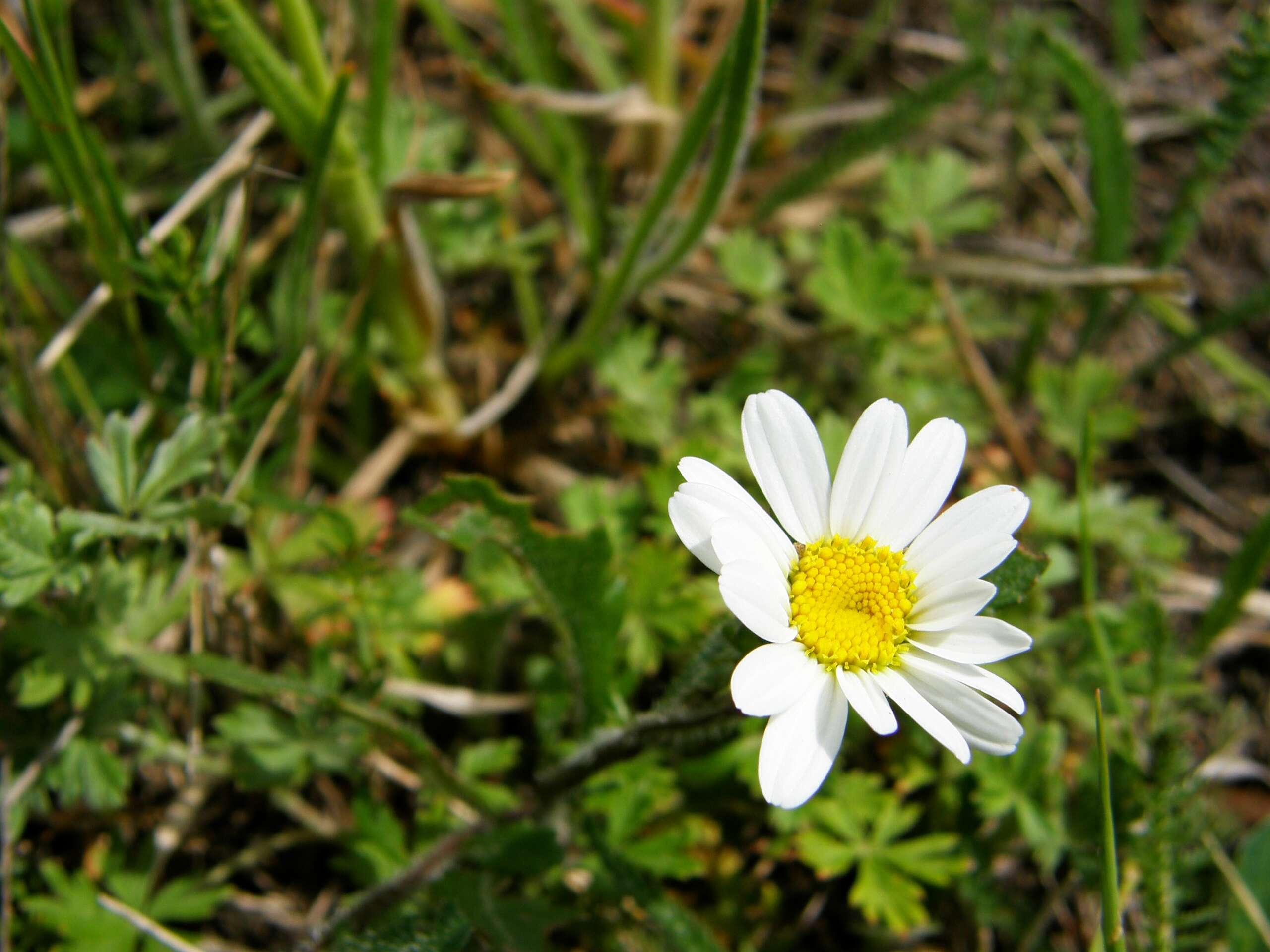 صورة Leucanthemum ircutianum (Turcz.) DC.