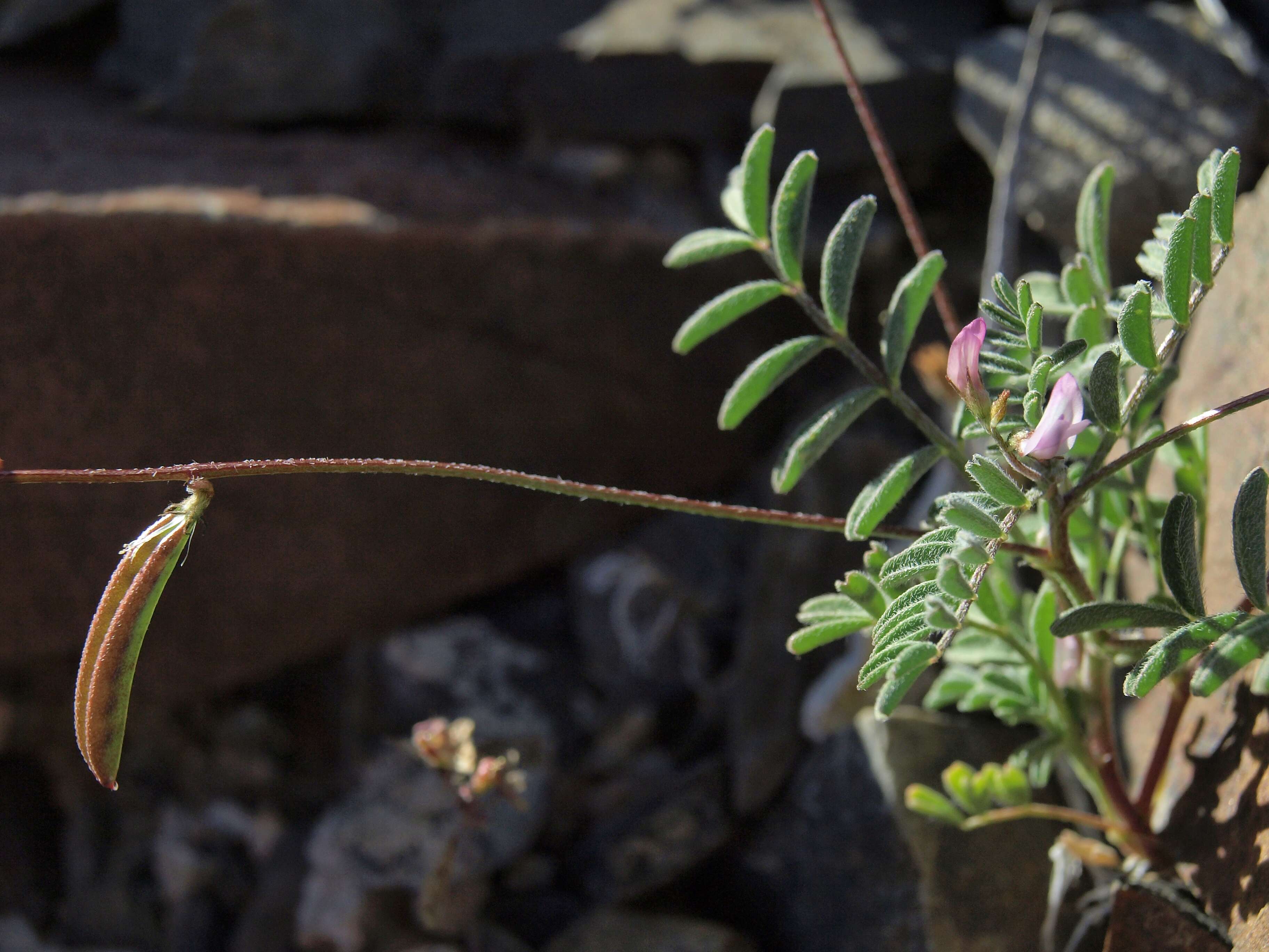 Image of sharpkeel milkvetch