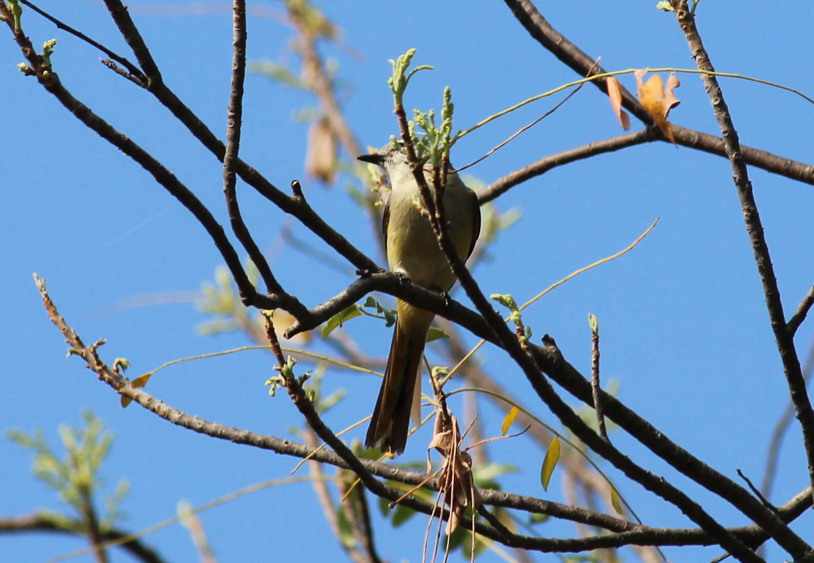 Plancia ëd Pericrocotus cinnamomeus (Linnaeus 1766)