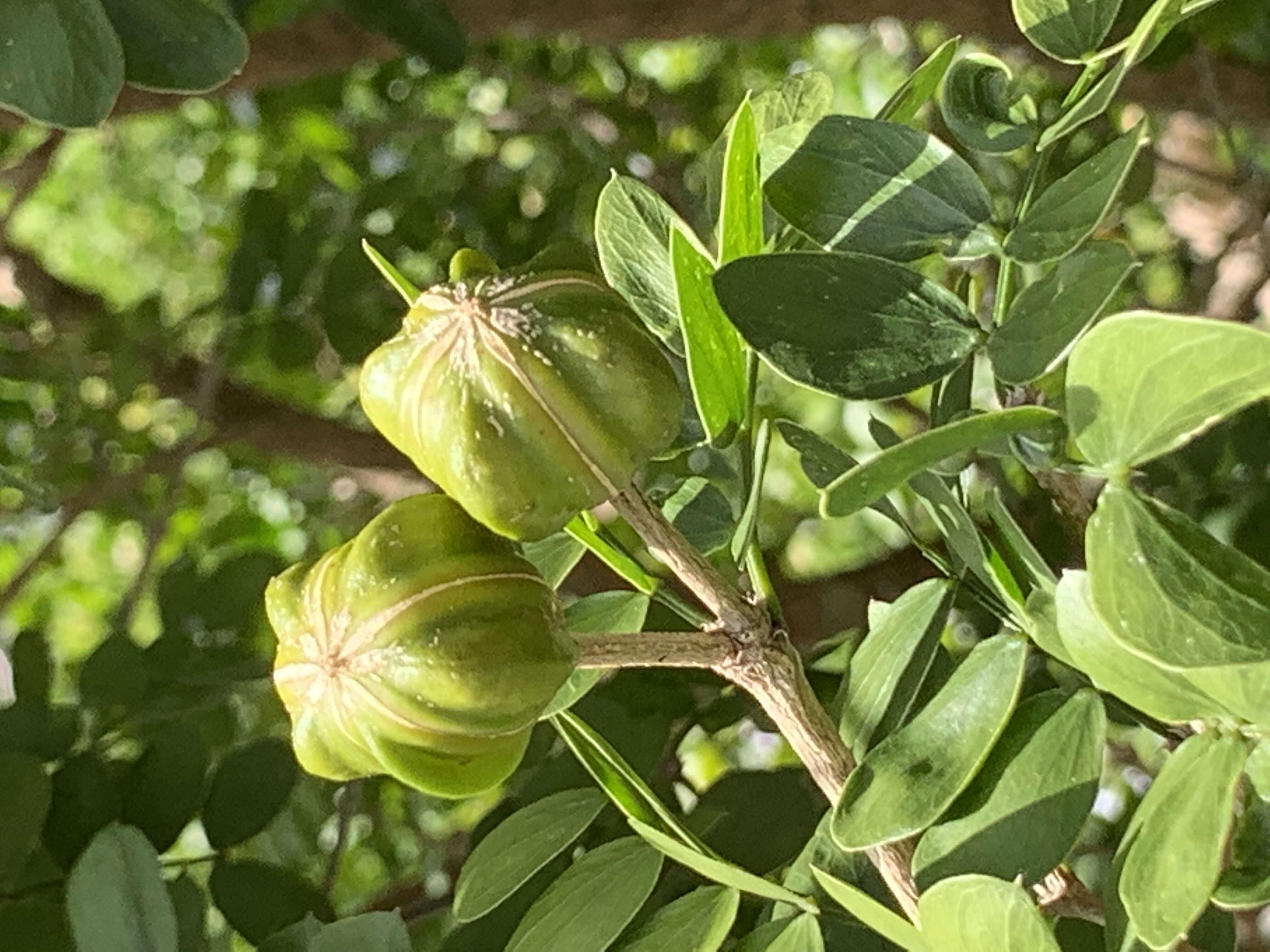 Guaiacum sanctum L.的圖片