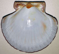 Image of Bermuda sand scallop