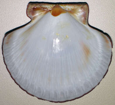 Image of Bermuda sand scallop