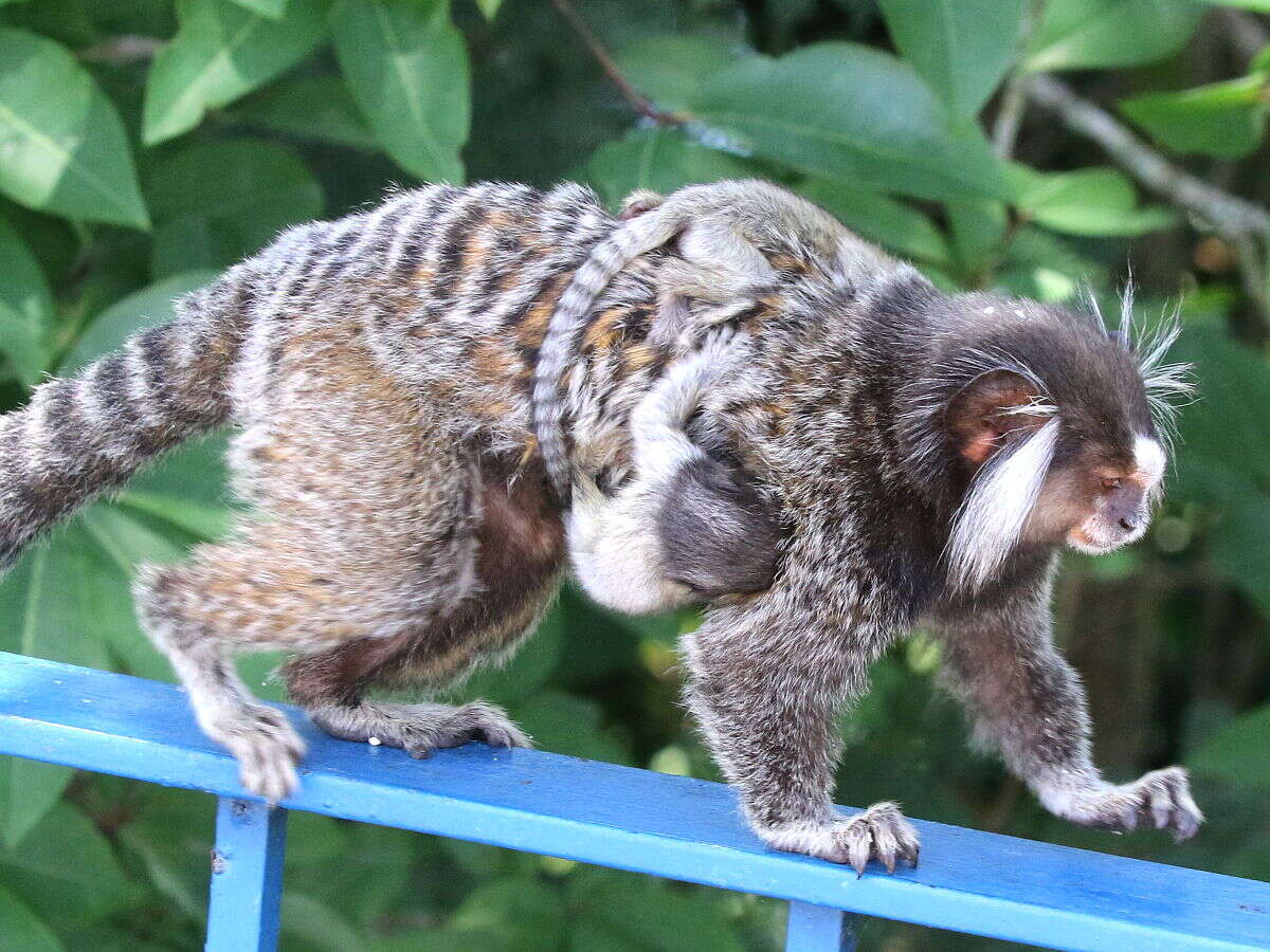 Image of Common Marmoset