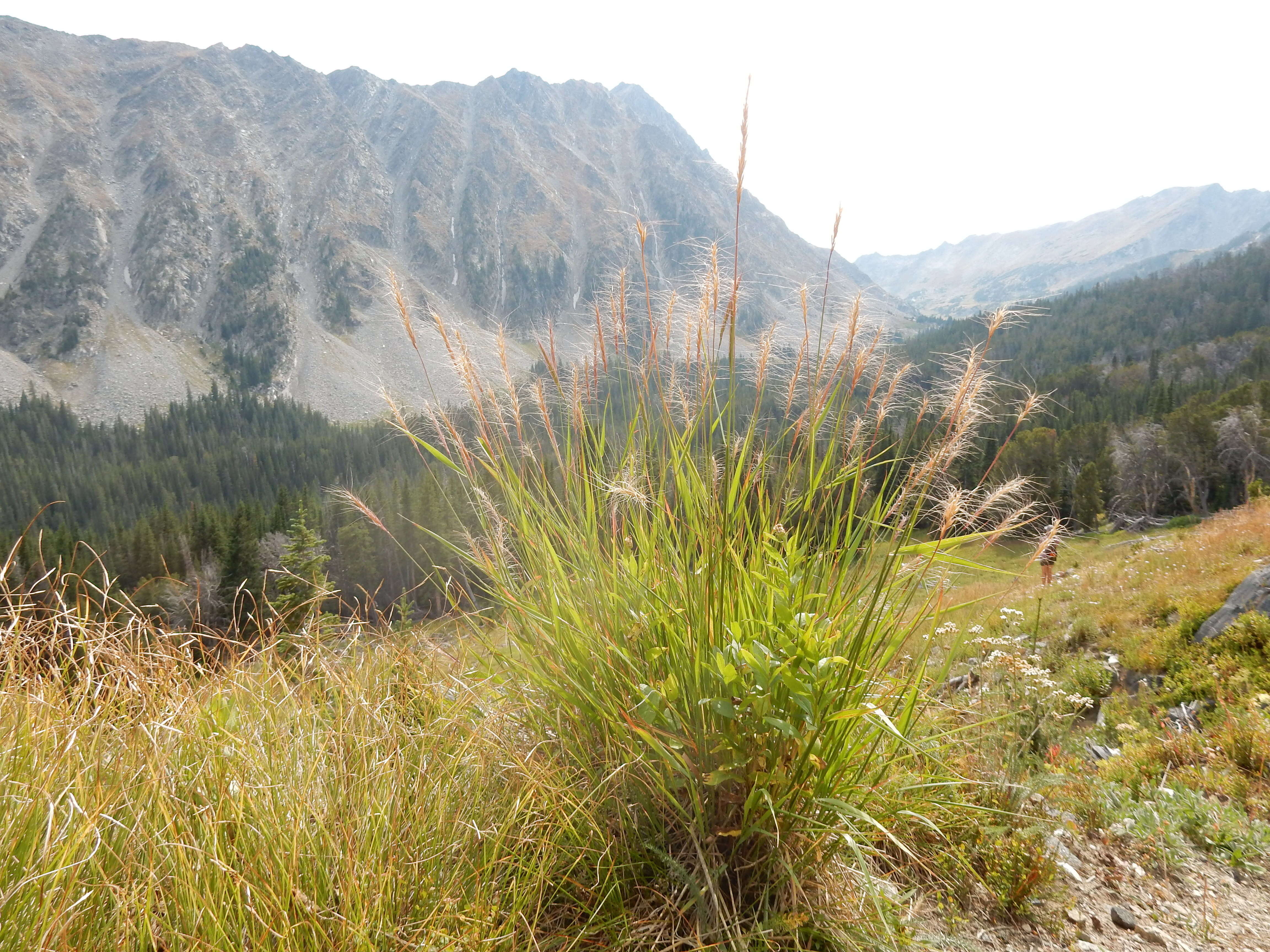 Imagem de Elymus elymoides (Raf.) Swezey