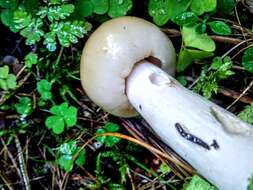 Image of Stinking Russula