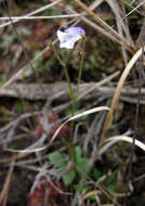 Image of false pimpernel