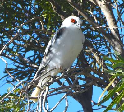 Image of Letter-winged Kite