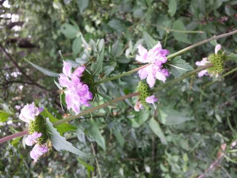 Image of tuberous Jerusalem sage