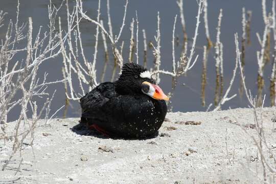 Image of scoter