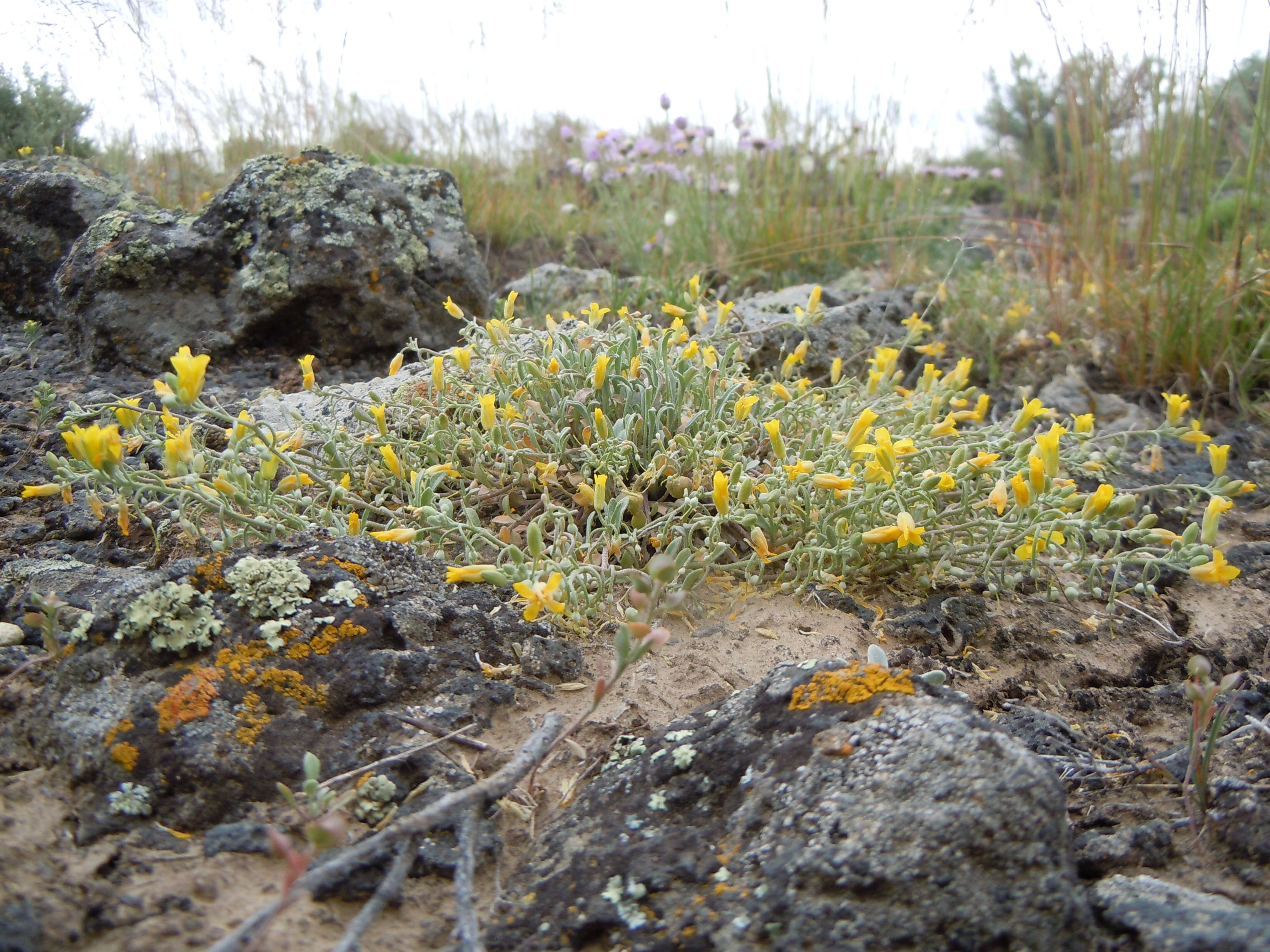 Plancia ëd Physaria ludoviciana (Nutt.) O'Kane & Al-Shehbaz