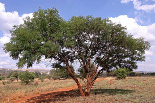 Image of Common hook-thorn Acacia