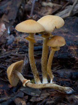 Image of Conocybe rugosa (Peck) Watling 1981