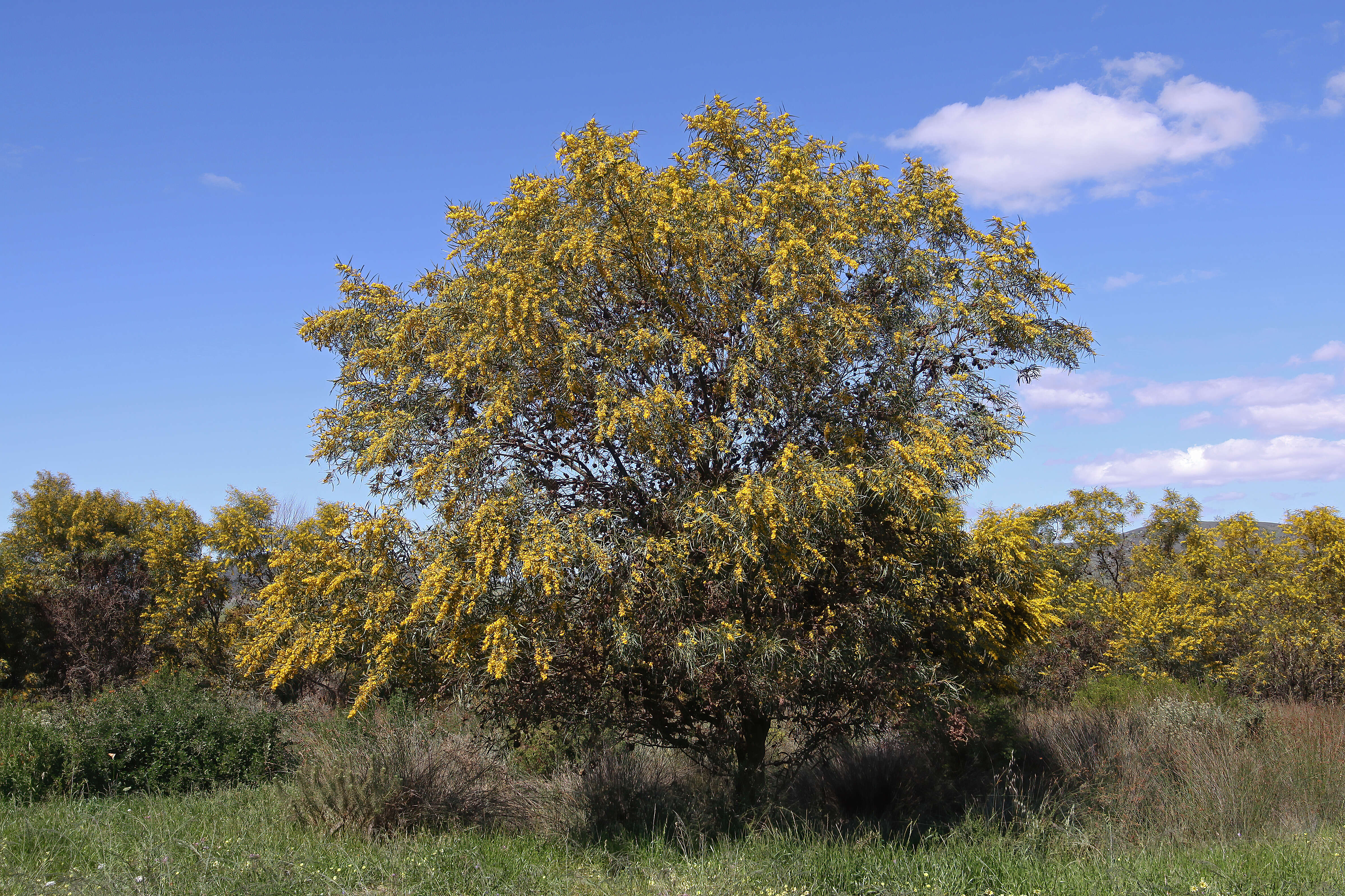 Image of orange wattle